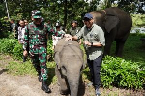 Rp839 Miliar Disiapkan untuk Way Kambas, Pemerintah Bangun Pagar dan Kanal Cegah Konflik Gajah