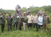 Way Kambas Dipagari 138 Km, Pemerintah Targetkan Konflik Gajah dan Warga Berakhir