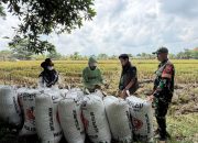 BULOG Lampung Kuasai 200 Ribu Ton Beras, Penyerapan Gabah Tembus 369 Ribu Ton