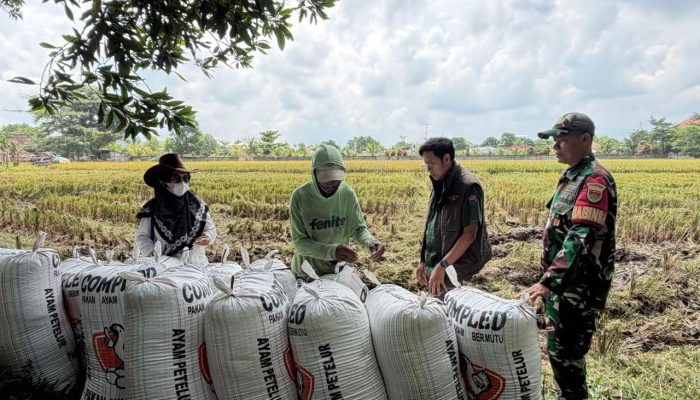 BULOG Lampung Kuasai 200 Ribu Ton Beras, Penyerapan Gabah Tembus 369 Ribu Ton