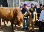 Wali Kota Eva Dwiana Apresiasi Bantuan Sapi Kurban Presiden untuk Ponpes Madarijul Ulum
