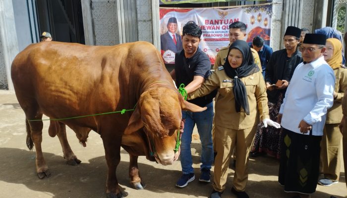 Wali Kota Eva Dwiana Apresiasi Bantuan Sapi Kurban Presiden untuk Ponpes Madarijul Ulum