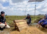 Lampung Jadi Motor Serapan Gabah Nasional, BULOG Sudah Amankan 400 Ribu Ton Hasil Panen Petani