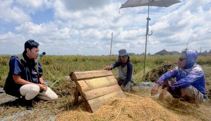 Lampung Jadi Motor Serapan Gabah Nasional, BULOG Sudah Amankan 400 Ribu Ton Hasil Panen Petani