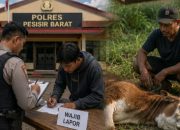 Polres Pesisir Barat Jelaskan Alasan Terduga Peracunan Sapi Tak Ditahan
