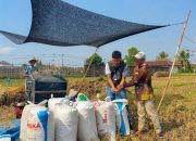 Pengadaan BULOG Lampung Tumbuh 19,13 Persen, Sumbang 6 Persen Nasional