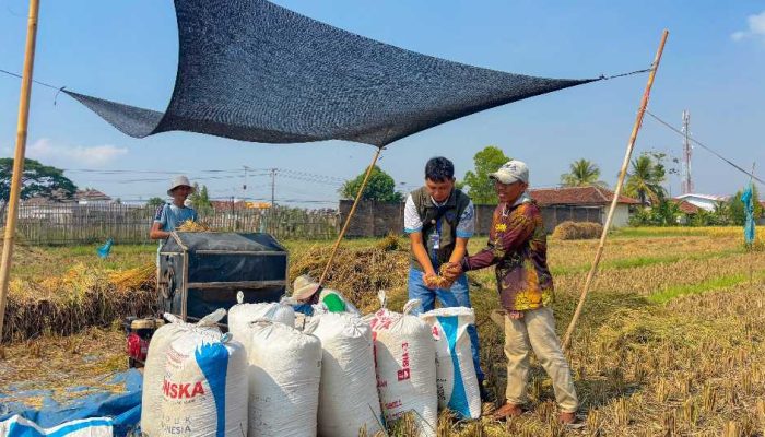Pengadaan BULOG Lampung Tumbuh 19,13 Persen, Sumbang 6 Persen Nasional